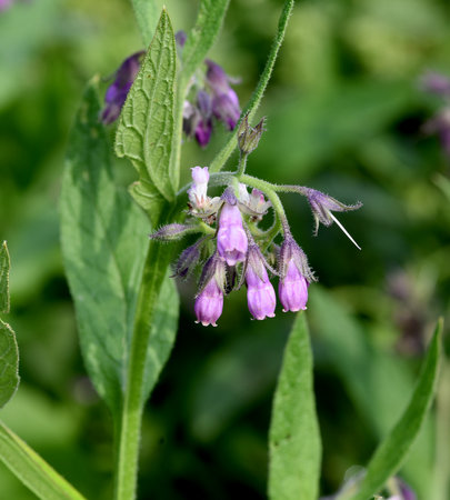 Comfrey, Symphytum, officinale, is a wild plant with white or purple flowers. It is an important medicinal plant and is also used in medicine.の写真素材