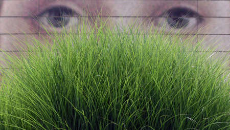 Chinese reed, Miscanthus Sinensis, is a decorative type of reed that is often used in front gardens.