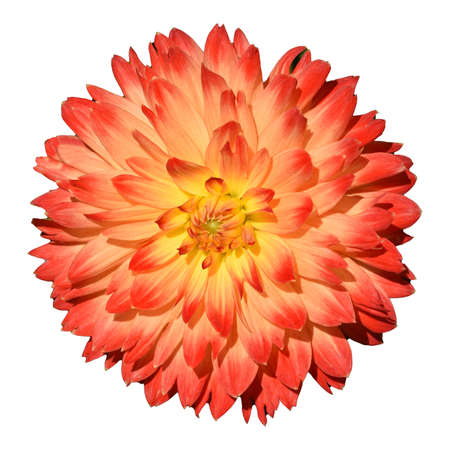 Decorative dahlias, also known as ornamental dahlias, are beautiful summer flowers.の写真素材
