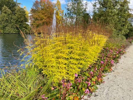 The rod millet is one of the upright grasses that produce multi-stemmed clumps.