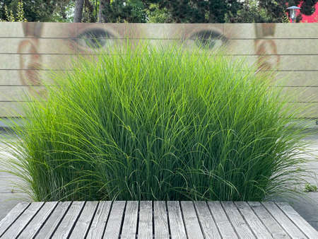 Chinese reed, Miscanthus Sinensis, is a decorative type of reed that is often used in front gardens.