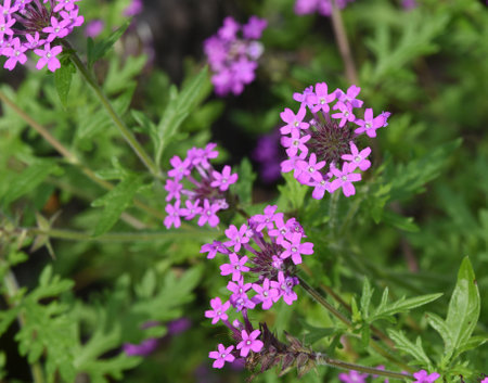 Vervain, Verben canadensis, like the Patagonian vervain, is only conditionally hardy.の写真素材
