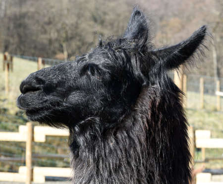 The llama, llama glama and alpacas are a species of camels. They are distributed in the South American Andes and are a domestic species descended from the guanacoの写真素材