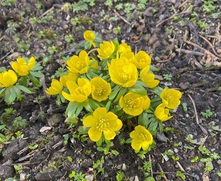 Winterling, Eranthis hyemalis, is a flower that blooms in winter and has yellow flowers.