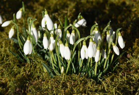 Snowdrop, Galanthus nivalis, is a flower that blooms in winter and is an important medicinal plant.