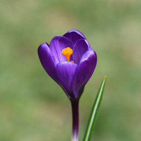 Daffodils are very attractive early bloomers with predominantly yellow flowers.