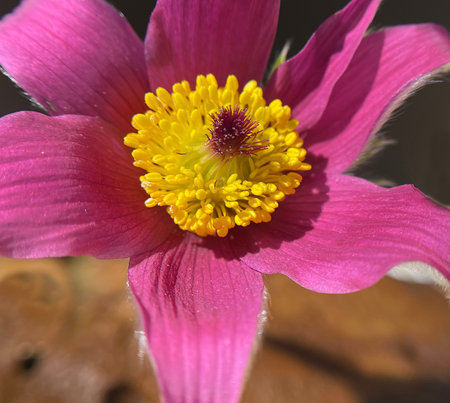 Pasqueflower, Pulsatilla, vulgaris is an early bloomer with beautiful flowers in blue and red.