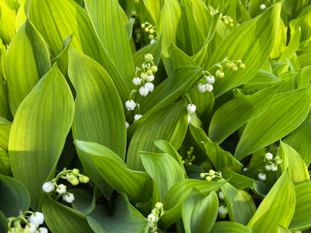 Lily-of-the-valley, Convallaria majalis has white flowers. It is a scented and poisonous plant and an important medicinal plant,の写真素材