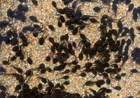 Tadpoles are postembryonic developmental stages - the larvae - of the anuran.の写真素材