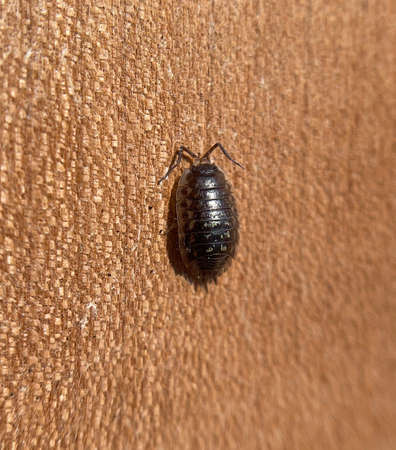 Woodlice, Porcellio scaber, is a very useful species of woodlice, as the animals process dead plant...