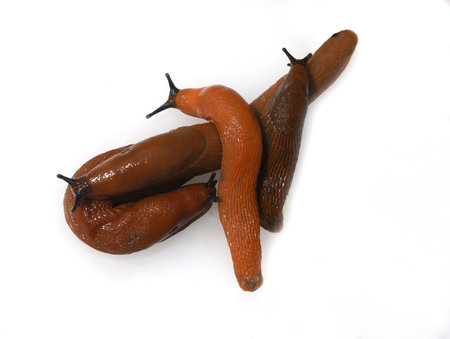 Red slugs or other slugs are uninvited guests in the garden.の写真素材