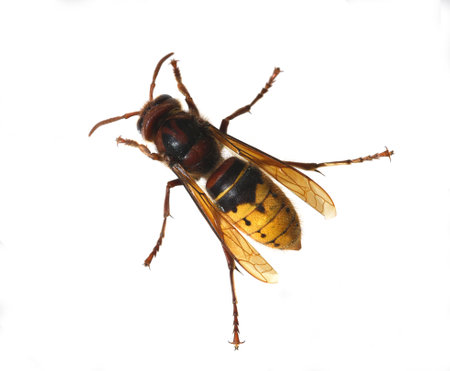 Hornet, crabro, is the largest native wasp species and is strictly protected.