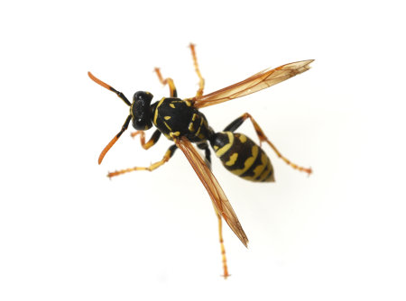 Wasp, Vespula germanica, is a useful and protected insect.の写真素材