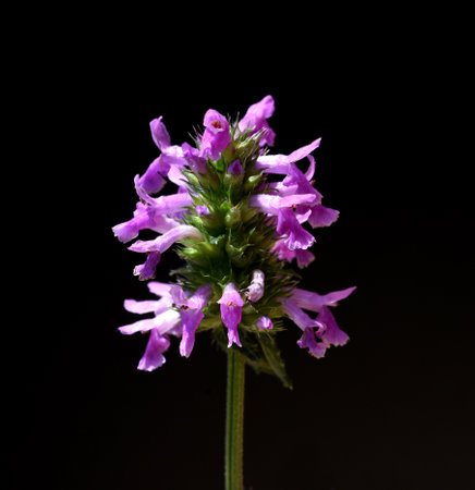 Ziest, Stachys officinalis is an important medicinal plant with purple flowers.