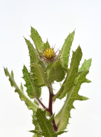 Benedictine herb, Cnicus, Benedictus is an important medicinal plant and poisonous plant with orange flowers.の写真素材