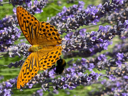 Imperial mantle, Argynnis paphia belongs to the noble butterflies and are insects with large wings.