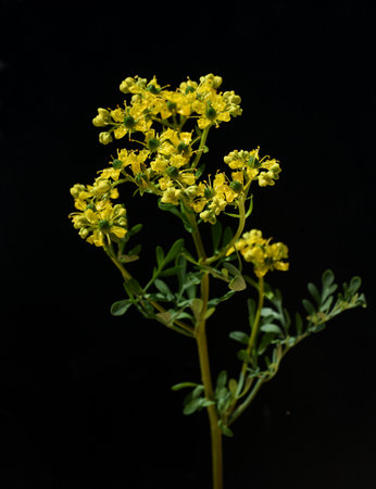 Rue, Ruta graveolens, is an important medicinal plant with yellow-green flowers. It is a perennial and is also used in the kitchen as a seasoning and in medicine.の写真素材