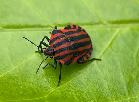 The striped bug, Graphosoma lineatum, is a member of the stink bug family.
