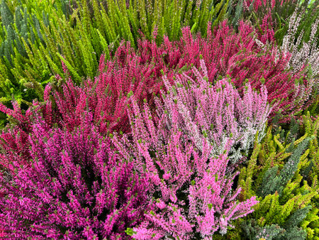 Common heather, Calluna vulgaris, also called heather, is the only species of the monotypic plant genus Calluna, which belongs to the heather family.の写真素材