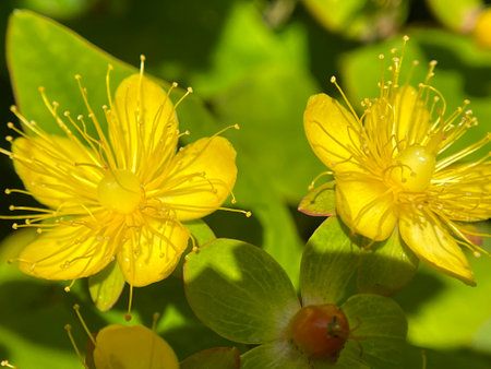 St. John's Wort, Hypericum androsaemum grows in a sunny to partially shaded spot and has beautiful yellow flowersの写真素材