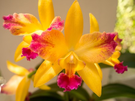 Orchid Flowerの写真素材