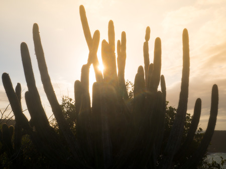 Cactus Plantat sunsetの写真素材