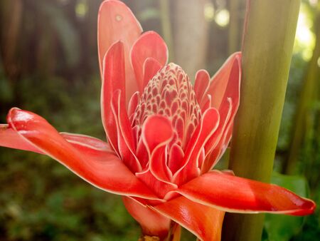 Bromeliad inflorescence (Quesnelia arvensis)の写真素材