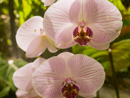 Orchid Flowerの写真素材