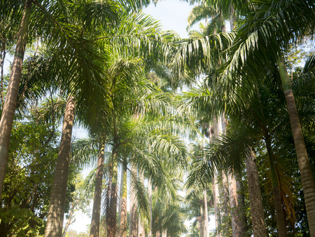 The Palm alley in The Botanical Garden in Rio de Janeiro, Brazilの写真素材