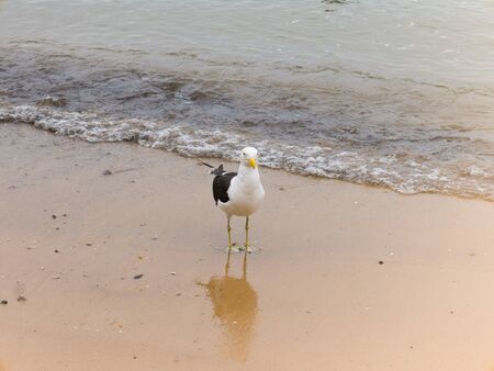 Seagull on beachの写真素材