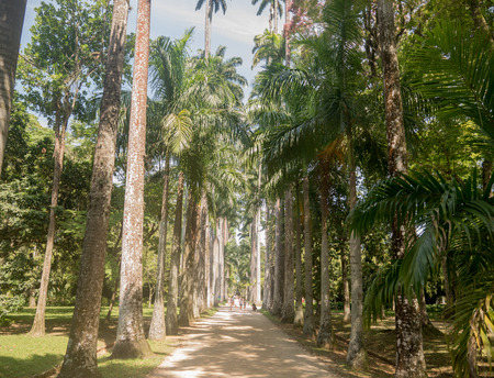 RIO DE JANEIRO, BRAZIL - OCTOBER 17, 2016: The Palm alley street in The Botanical Garden in Rio de Janeiro, Brazilのeditorial素材