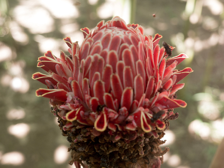 Bromeliad inflorescence (Quesnelia arvensis)の写真素材