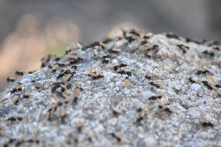 Flying Ants