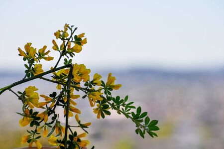 Yellow wildflowers against blur backgroundの写真素材