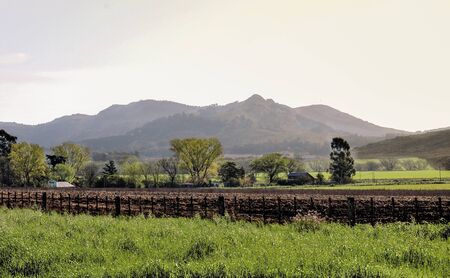 Planted farm in Tandil, Buenos Aires, Argentinaの写真素材