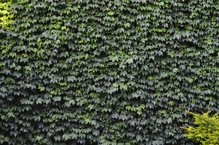 creepers on netの写真素材
