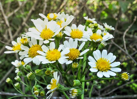field of camomiles on summerの写真素材