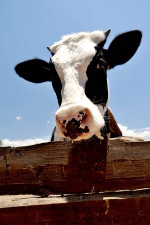 Milk Calfの写真素材