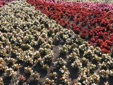 Flowers Backgroundの写真素材