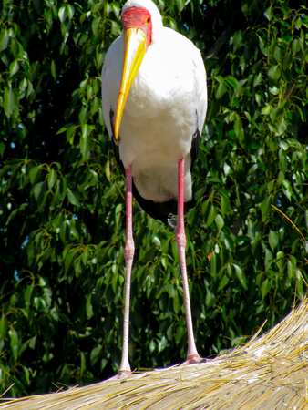 Storkの写真素材