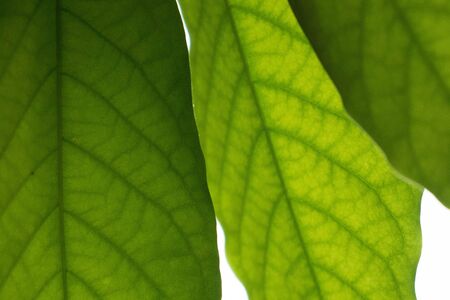 Avocado Leaf Detailの写真素材