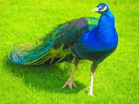 Peacockの写真素材