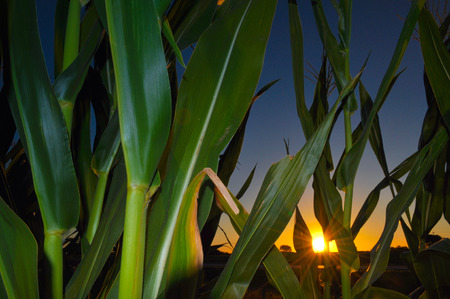 Corn field at sunsetの写真素材