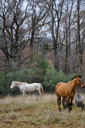 White and brown horses at Patagonia landscape.の写真素材