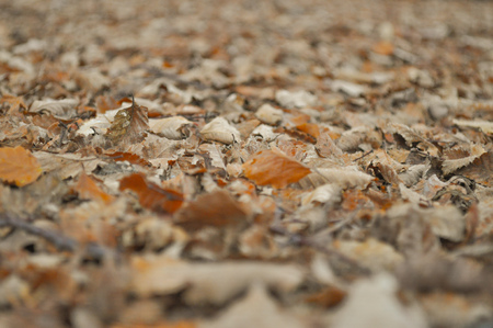 Clsoeup of colourful Autumn Leaves in Winterの写真素材