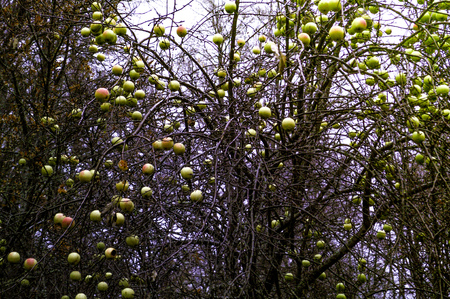 Trees with yellow wild apples in Patagonia, Argentinaの写真素材