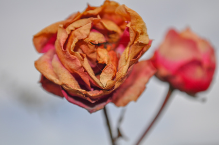 dry roseの写真素材