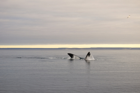 A whale on Doradillo beach in Peninsula Valdes, Argentine Patagoniaの写真素材