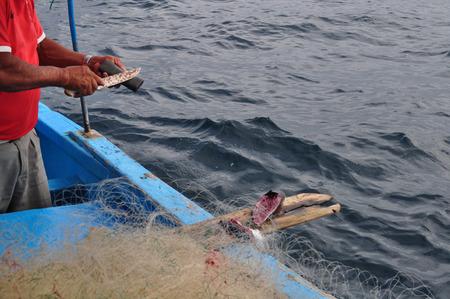 Fisherman preparing bait with bonito Fishの写真素材
