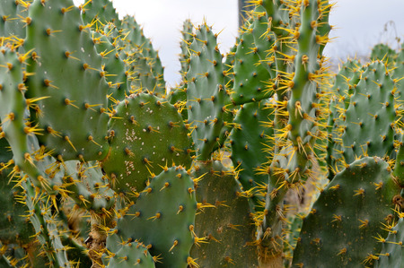 Galapagos prickly pear on Rabida Island in Galapagos National Park, Ecuador. It is endemic to the Galapagos Islands.の写真素材